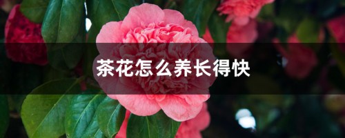 茶花怎么养长得快