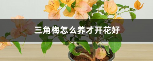 三角梅怎么养才开花好