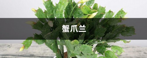 长寿蟹爪兰…开花后剪1刀，养1盆旺1盆，想咋开就咋开！