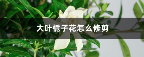 大叶栀子花怎么修剪