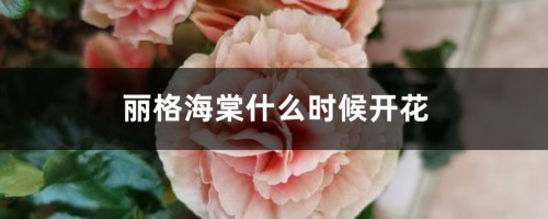 丽格海棠什么时候开花