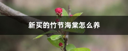 新买的竹节海棠怎么养