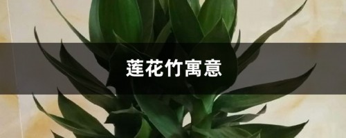 莲花竹寓意和摆放位置