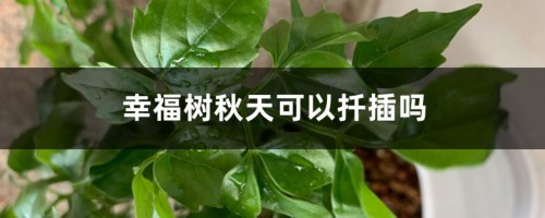 幸福树秋天可以扦插吗，幸福树扦插的最佳季节