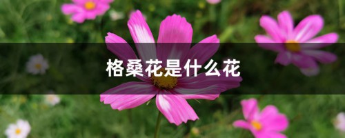 格桑花是什么花，格桑花什么时候开