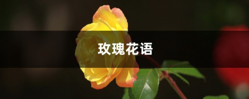 玫瑰花语，玫瑰代表什么