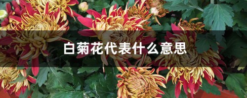 白菊花代表什么意思