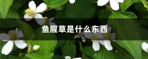 鱼腥草是什么东西，鱼腥草长什么样子