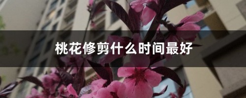 桃花修剪什么时间最好，桃花可以重剪吗