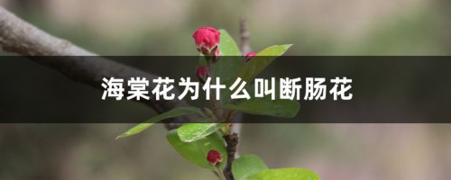 海棠花为什么叫断肠花