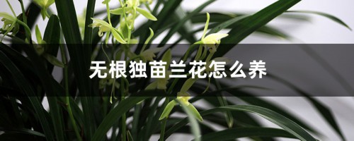 无根独苗兰花怎么养，需要深种吗