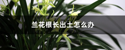 兰花根长出土怎么办，只剩下根怎么办