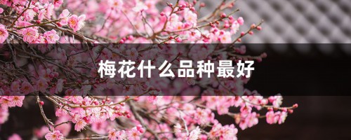 梅花什么品种最好，梅花珍贵品种排名