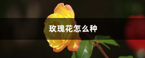 玫瑰花怎么种，玫瑰花图片