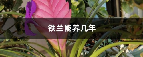 铁兰能养几年