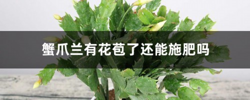 蟹爪兰有花苞了还能施肥吗，开花的时候怎么施肥浇水