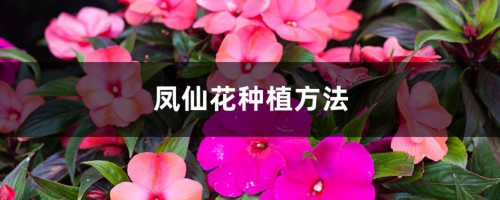 凤仙花种植方法，种子传播方式