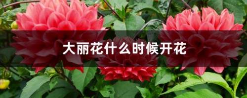 大丽花什么时候开花