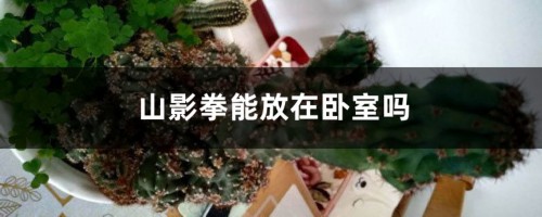 山影拳能放在卧室吗