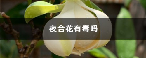 夜合花有毒吗