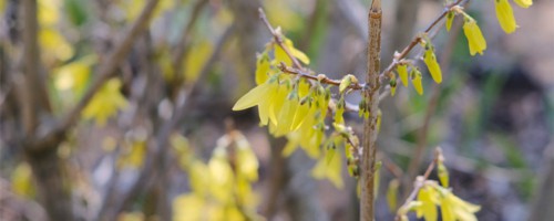 大同适合养什么花，市花和市树是什么