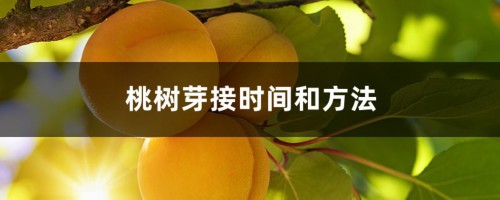 桃树芽接时间和方法