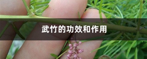 武竹的功效和作用