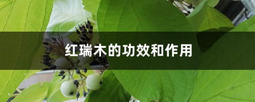 红瑞木的功效和作用