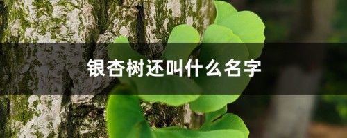 银杏树还叫什么名字