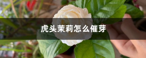 虎头茉莉怎么催芽