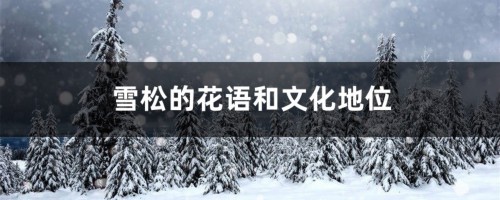 雪松的花语和文化地位