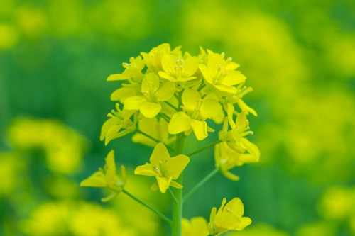 油菜花