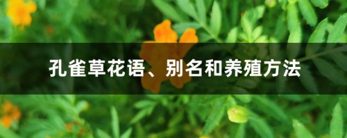 孔雀草花语、别名和养殖方法