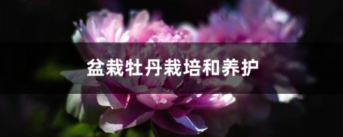 盆栽牡丹栽培和养护