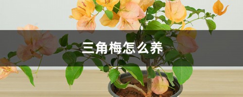 三角梅怎么养