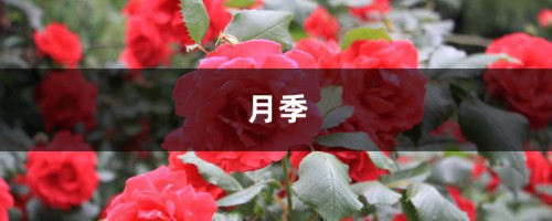 这花比月季还漂亮，随手切1刀，1盆能开5色花！