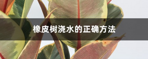 橡皮树浇水的正确方法