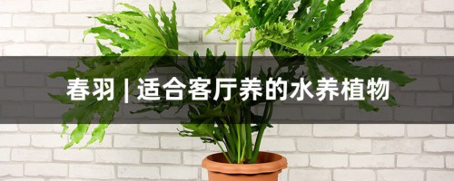 春羽 | 适合客厅养的水养植物