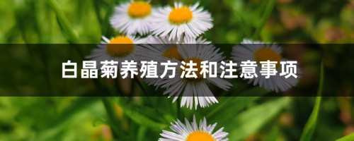 白晶菊养殖方法和注意事项