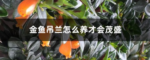 金鱼吊兰怎么养才会茂盛