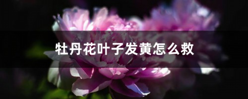 牡丹花叶子发黄怎么救