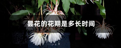 昙花的花期是多长时间，开花代表什么预兆