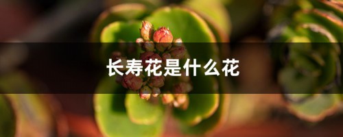 长寿花是什么花，是室内还是室外