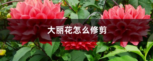 大丽花怎么修剪