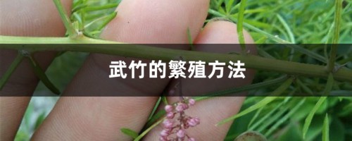 武竹的繁殖方法