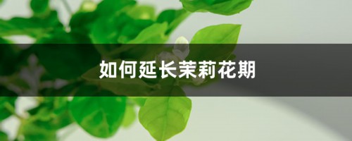 如何延长茉莉花期