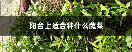 阳台上适合种什么蔬菜