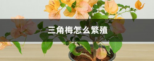 三角梅怎么繁殖