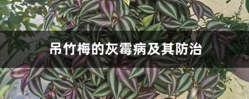 吊竹梅的灰霉病及其防治