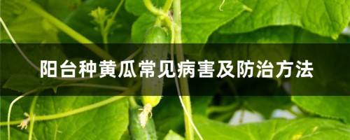 阳台种黄瓜常见病害及防治方法